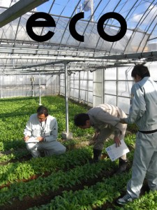 エコ農産物