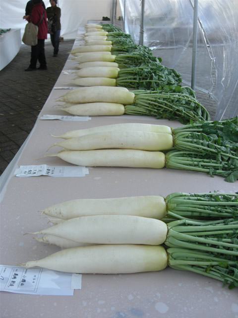 daikon14