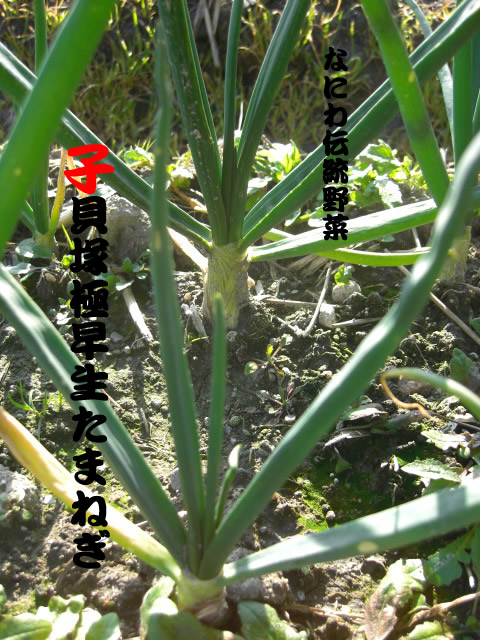 2009貝塚極早生たまねぎ