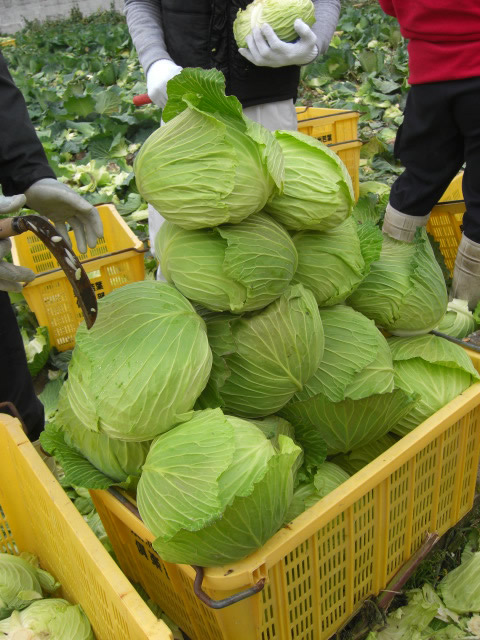 泉州キャベツタワー