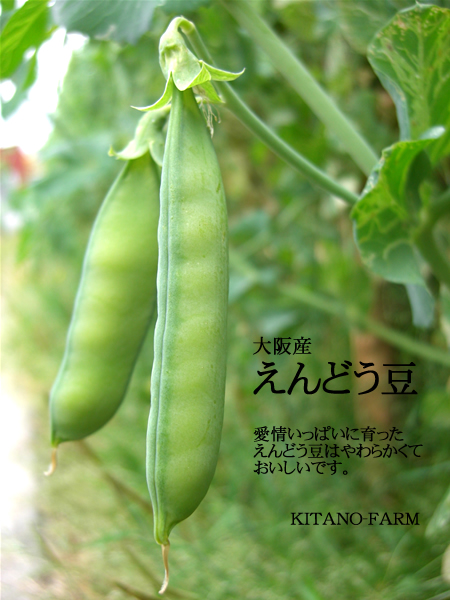 大阪産うすいえんどう豆