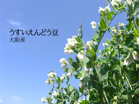 うすいえんどう
