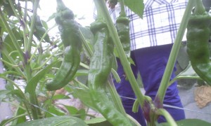 CA390495.jpg