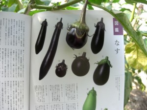 nasubi