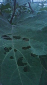 100812_1855~01.jpg