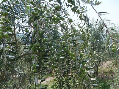 DSCF1082