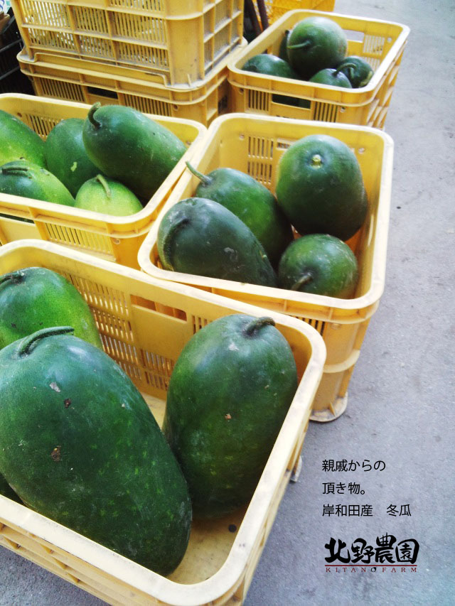 岸和田産 冬瓜