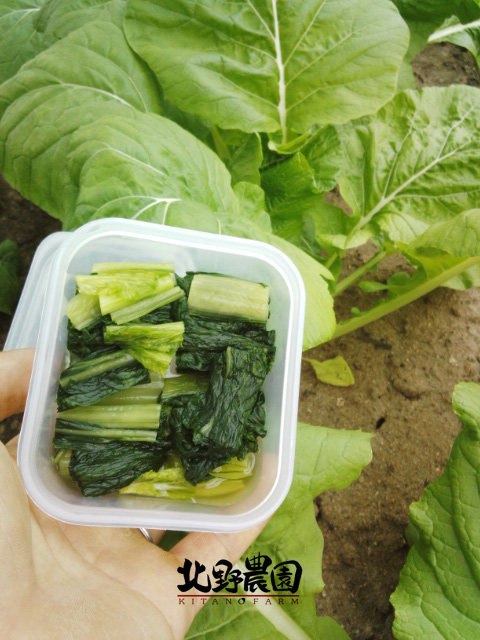 大阪天満菜