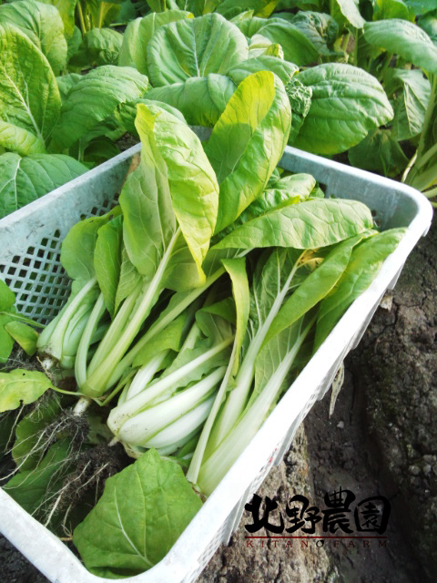 大阪天満菜解禁