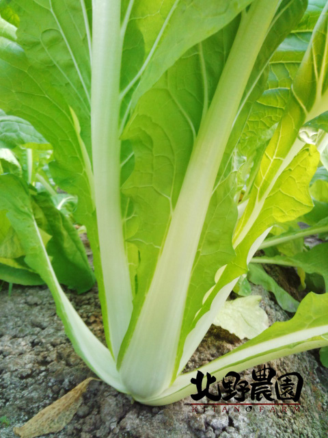 大阪天満菜解禁2