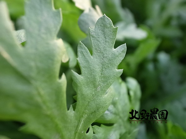 春菊