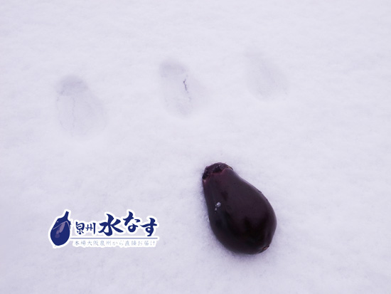 泉州雪なす