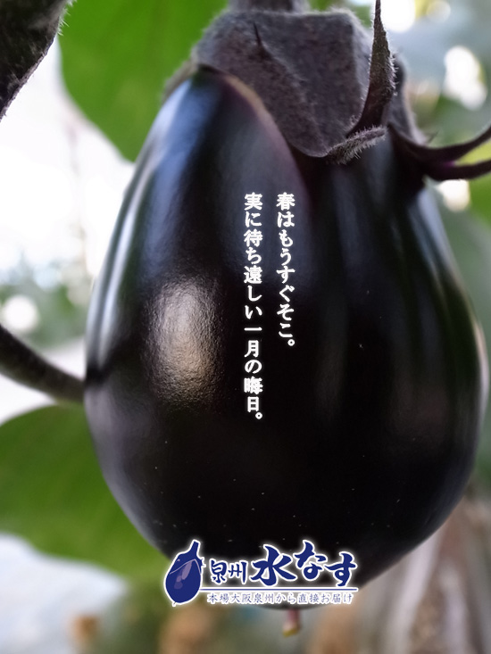 水ナス 画像