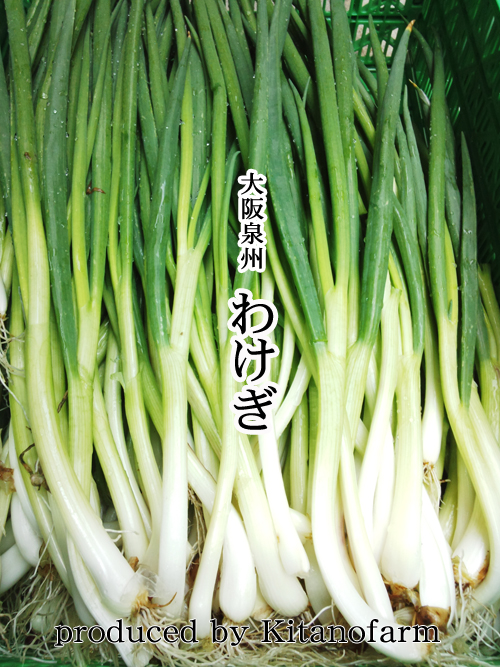 wakegi
