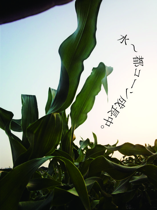 水都コーン