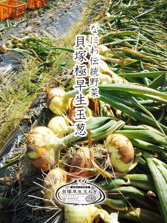 貝塚極早生玉葱2