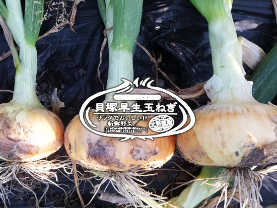 貝塚極早生玉葱