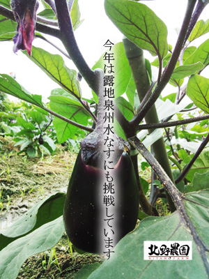 露地物泉州水なす