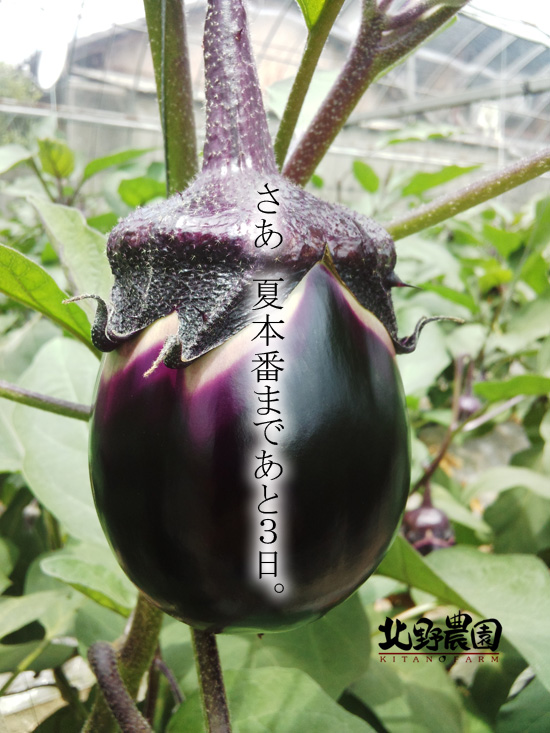 もうすぐ夏本番