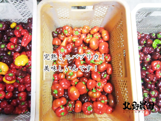 完熟ミニパプリカ