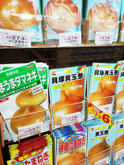 貝塚早生種
