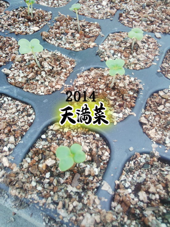 天満菜始動