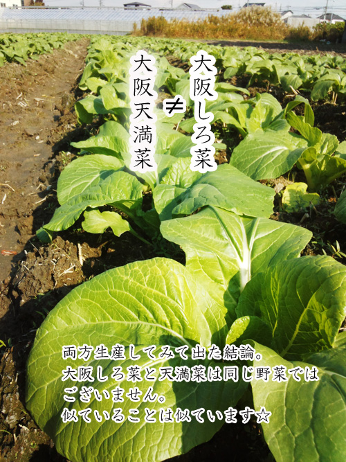 大阪天満菜≠しろ菜