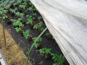 tomato