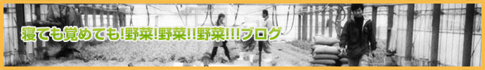 寝ても覚めても!野菜!野菜!!野菜!!!ブログ