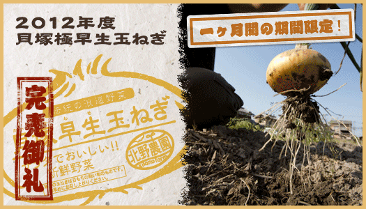 貝塚極早生たまねぎ