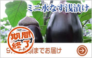 ミニ水なす