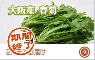 大阪産春菊(冬の精)