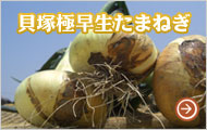 泉州たまねぎ