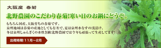 春菊 春菊