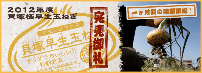 2012年度貝塚早生玉葱