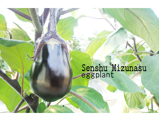 sensyu mizunasu eggplant